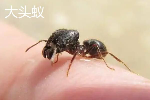 蚂蚁的品种有哪些，以大头蚁、黑蚁、小黄家蚁等6个品种为主
