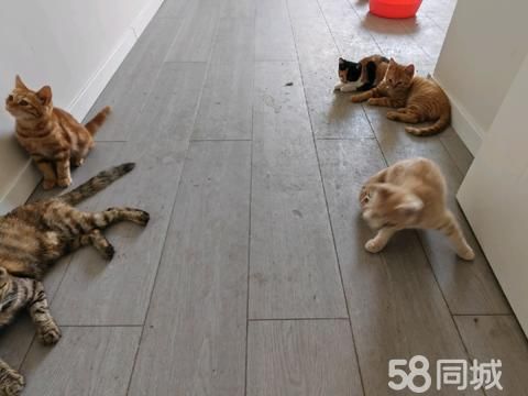 银川宠物赠送/领养·一群猫咪谁要，领养。还好还好