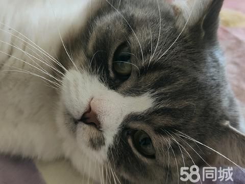 银川宠物赠送/领养·两岁公猫免费领养，可以自己在猫砂盆里上厕所，送猫砂盆，猫砂，吃饭盆子。
