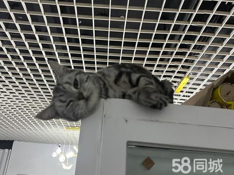 银川宠物赠送/领养·猫咪免费赠送