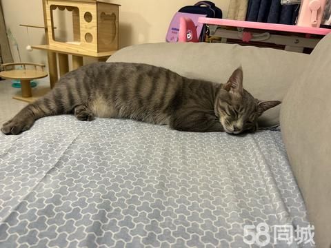 佳乐美（宁夏）装饰·本人有一年公猫一只，疫苗也做绝育寻找好心人收养