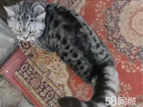 银川宠物赠送/领养·免费赠送猫猫