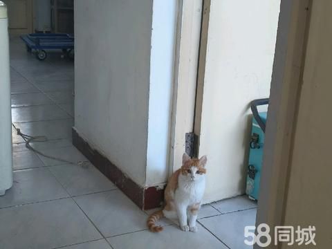 银川宠物赠送/领养·猫咪