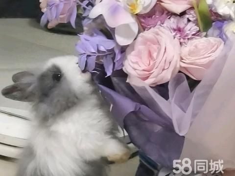 银川宠物赠送/领养·侏儒小兔~一公一母非常