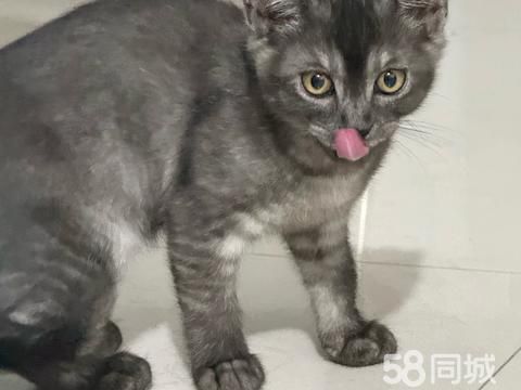 银川宠物赠送/领养·小猫两个月