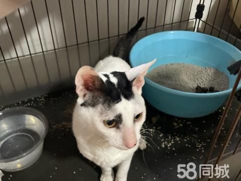 银川宠物赠送/领养·喵咪免费领养