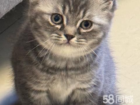 银川宠物赠送/领养·求收养，喜欢养猫的人士联系