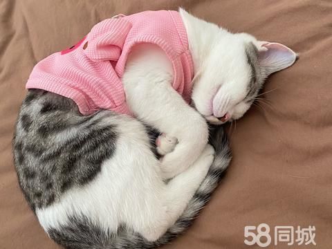 银川宠物赠送/领养·寻领养人 免费赠送小公猫