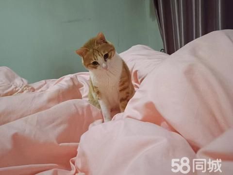 银川宠物赠送/领养·喵咪赠养