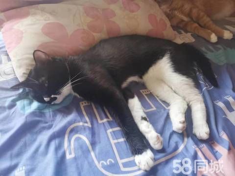 银川宠物赠送/领养·免费领养小猫