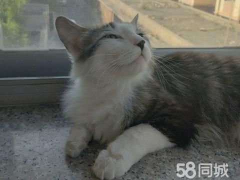 银川宠物赠送/领养·1岁龄，母，长毛三花，寻同城男友
