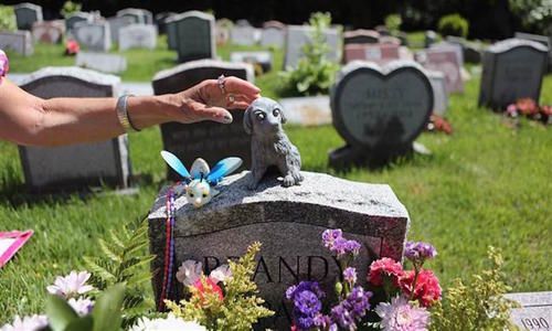 南京宠物狗死亡处理电话