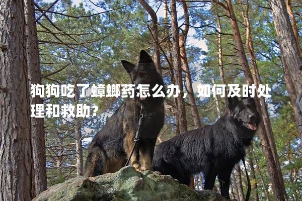 狗狗吃了蟑螂药怎么办，如何及时处理和救助？