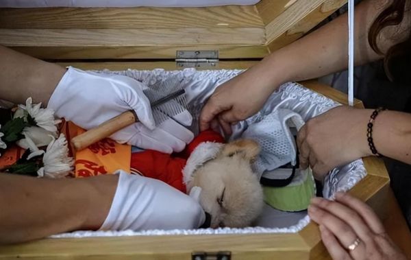 深圳宠物殡葬服务公司及宠物殡葬服务流程