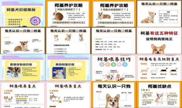 小型宠物狗价格排名 柯基
