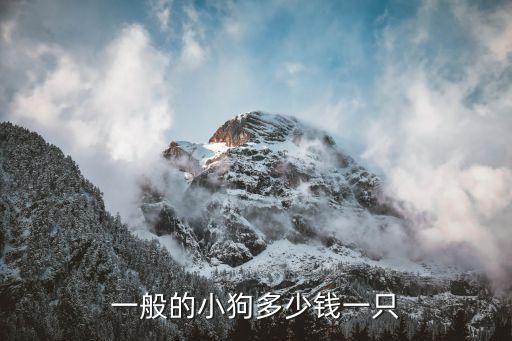 一般的小狗多少钱一只