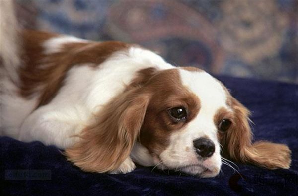 金毛幼犬一只多少钱