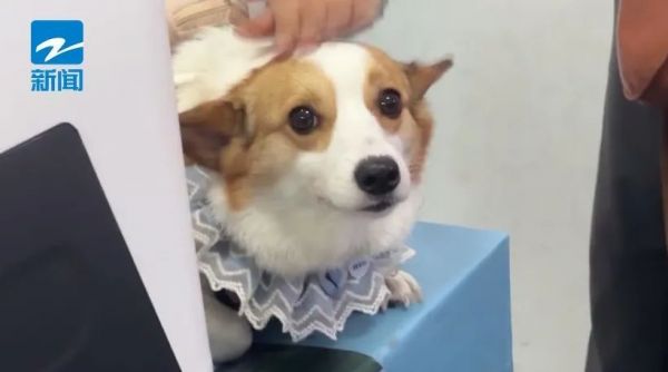 杭州东站首批！“毛孩子”也能坐高铁了