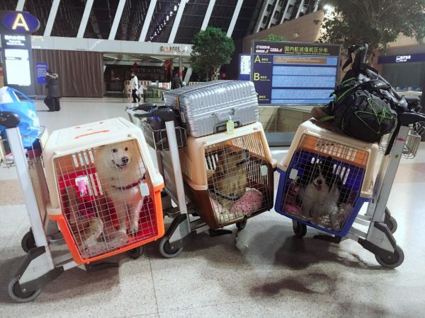 杭州机场宠物托运 杭州宠物托运怎么收费