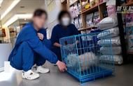 揭露宠物医院收费乱象：你需要知道的事实