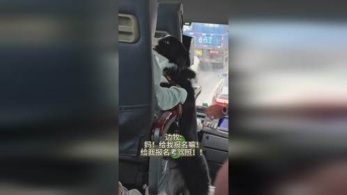 上海携宠专线上，边牧全程坐看司机超有趣！