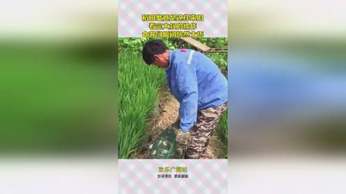 稻田蟹竟是这样来的，看完大叔的操作，食客们恍然大悟！