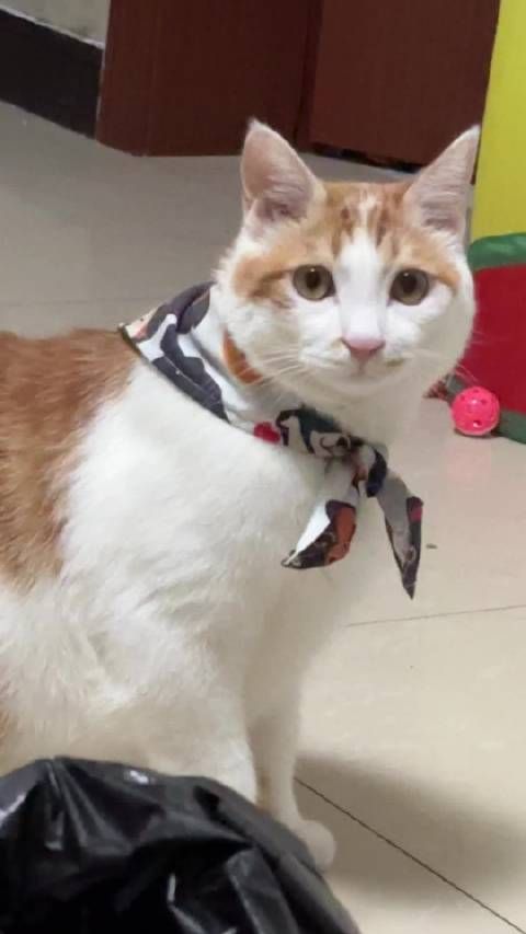 宠物猪咪走红网络，粉丝包容其独特习性