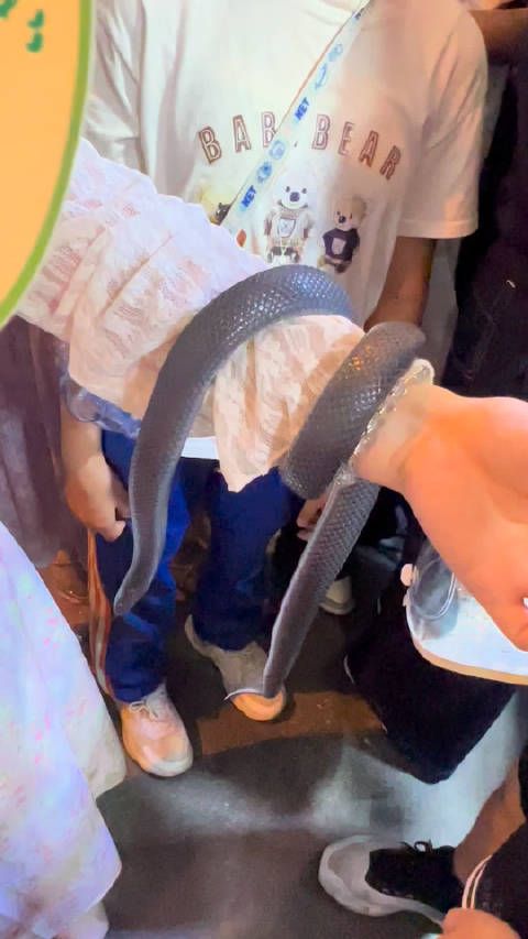 宠物展 第二弹异宠类