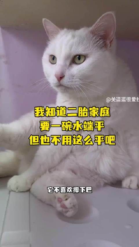 二胎家庭宠物争宠引热议