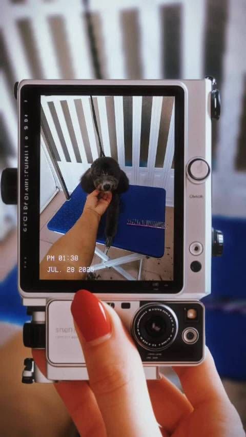 萌宠宠物卖萌中心萌宠集中营萌宠