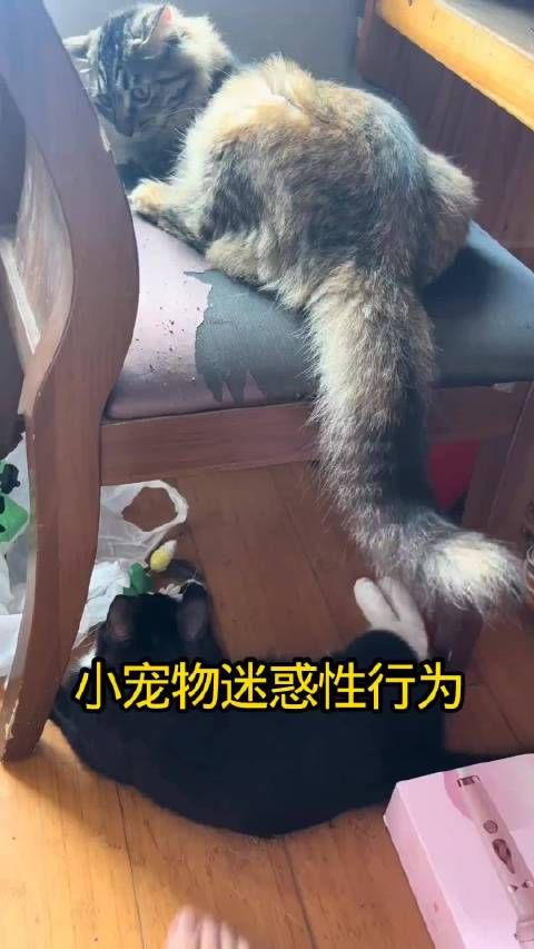 小宠物的迷惑行为，萌化你的心