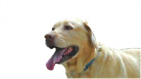 拉布拉多犬 新华社资料图片