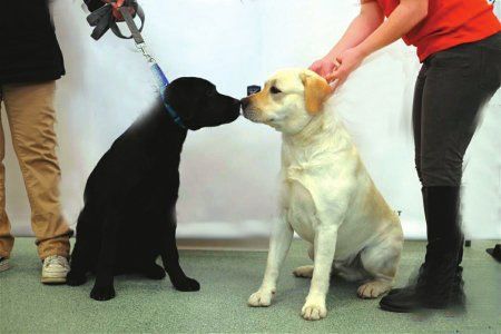 在美国纽约参加评选的两只拉布拉多犬。新华社资料图片