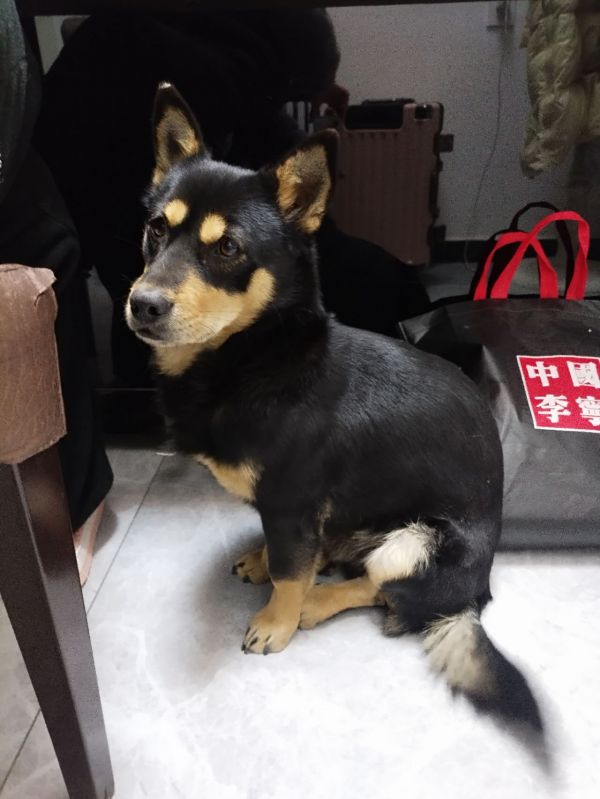 赠送小狗