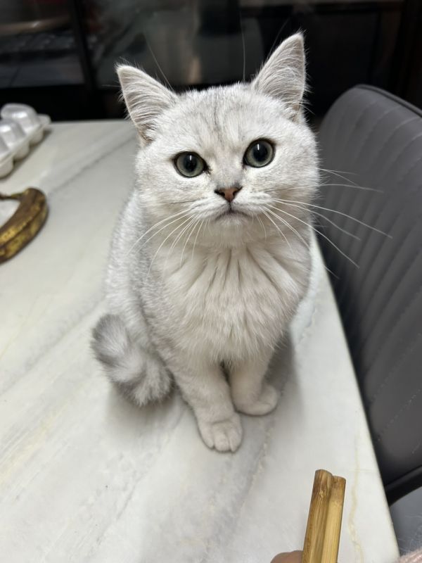 银渐层妹妹