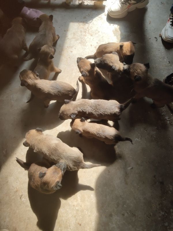 纯马犬