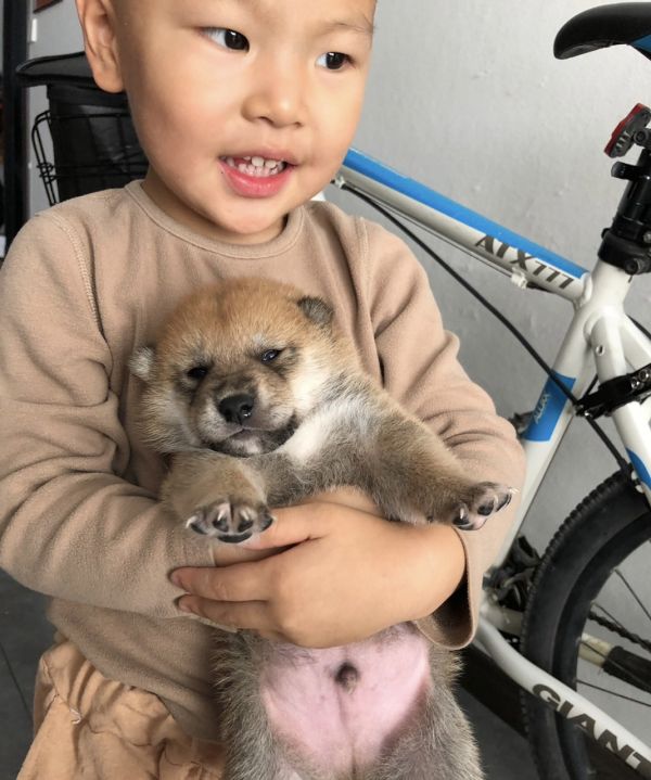 柴犬公两个月了