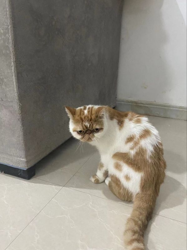 未绝育加菲小母猫转让