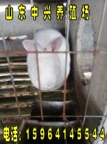 山东的兔子养殖基地