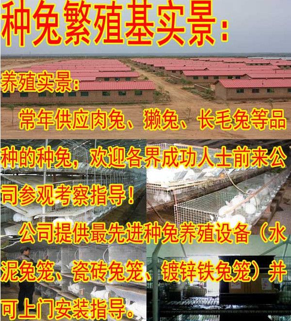 白山市种兔养殖基地批发零售
