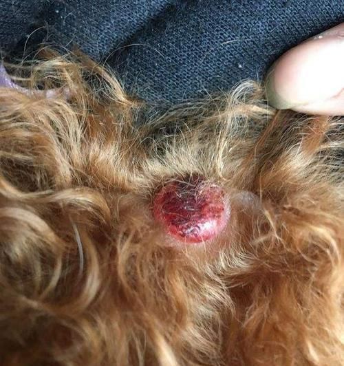 狗狗绝育费用的差异及原因（宠物医院与畜牧站绝育费用相差如此之大的关键原因）
