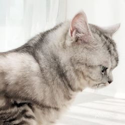 昆明绝育猫咪多少钱一只？价格是否亲民？