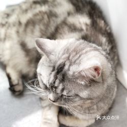 昆明绝育猫咪多少钱一只？价格是否亲民？
