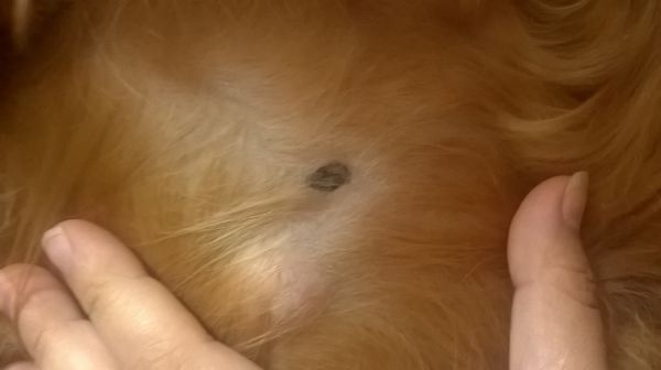 VERRUGAS EN PERROS