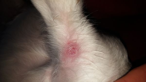 VERRUGAS EN PERROS