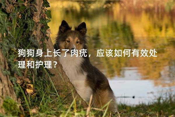 狗狗身上长了肉疣，应该如何有效处理和护理？