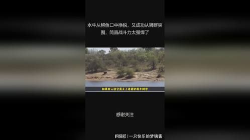 水牛从鳄鱼口中挣脱，又成功从狮群突围，简直战斗力太强悍了