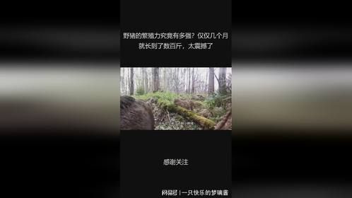 野猪的繁殖力究竟有多强？仅仅几个月就长到了数百斤，太震撼了
