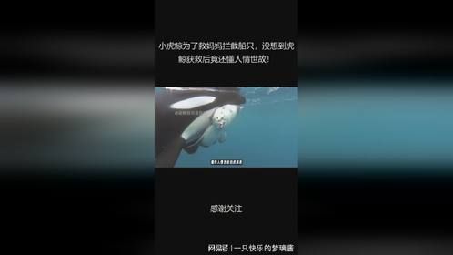 小虎鲸为了救妈妈拦截船只，没想到虎鲸获救后竟还懂人情世故！