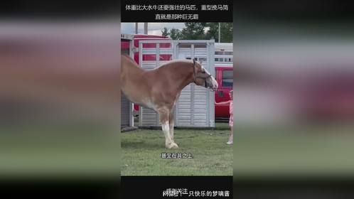 体重比大水牛还要强壮的马匹，重型挽马简直就是那种巨无霸
